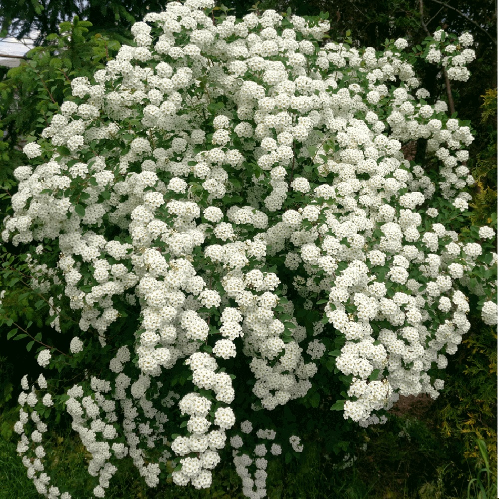 Спирея Вангутта в горшке 2 л  1шт