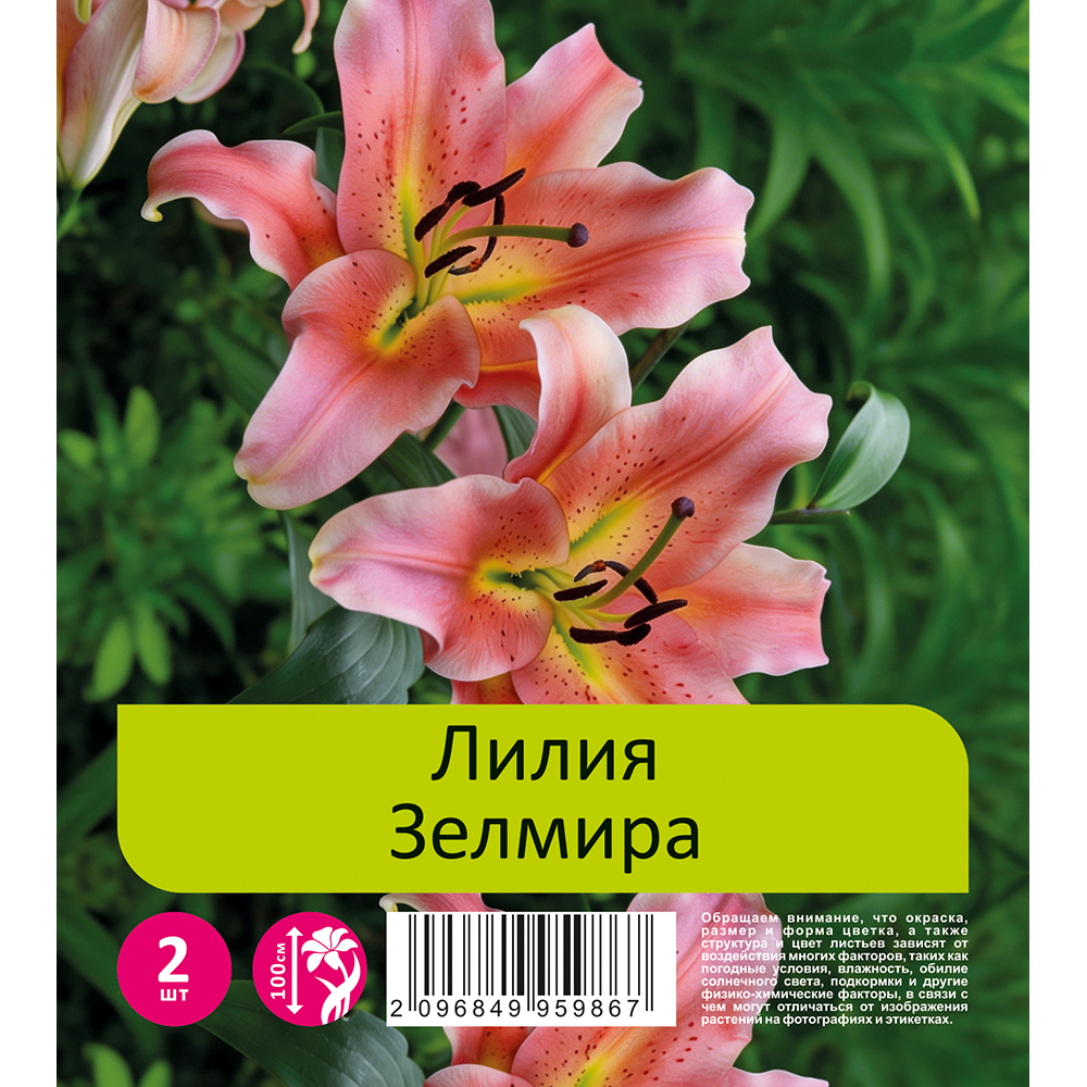 Лилия Зелмира 2шт 20/22 ОТ-гибрид /Lilium Zelmira