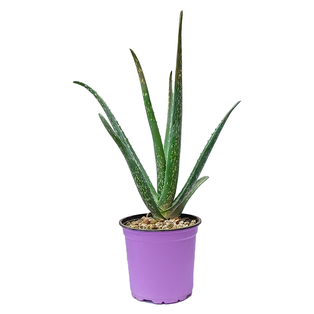 Суккуленты микс в горшке диаметром 13см, в ассортименте/ 1шт