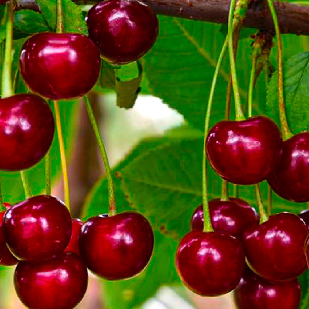 Вишня Ашинская в контейнере 2-2,7 л 