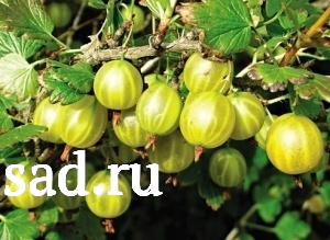 Крыжовник Юбилейный 1шт С2-3