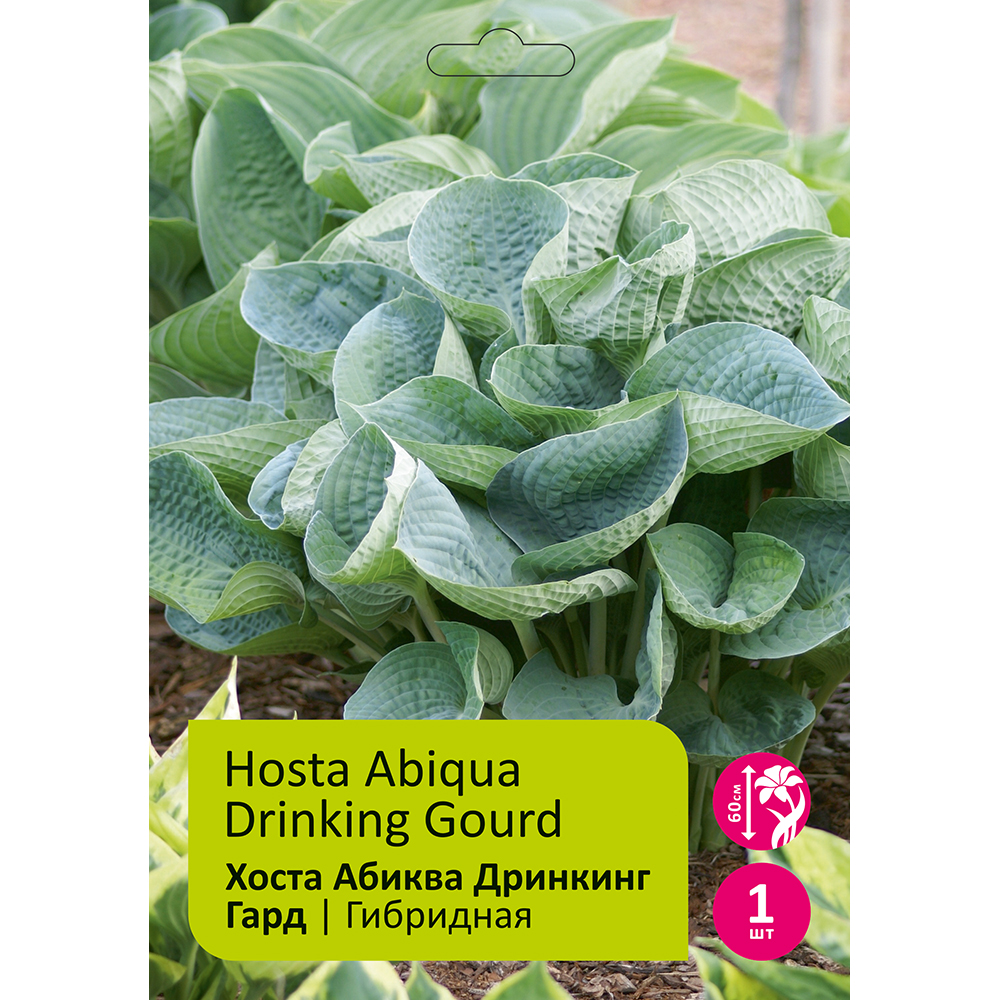 Хоста Абиква Дринкинг Гард 1шт/Hosta Abiqua Drinking Guarde