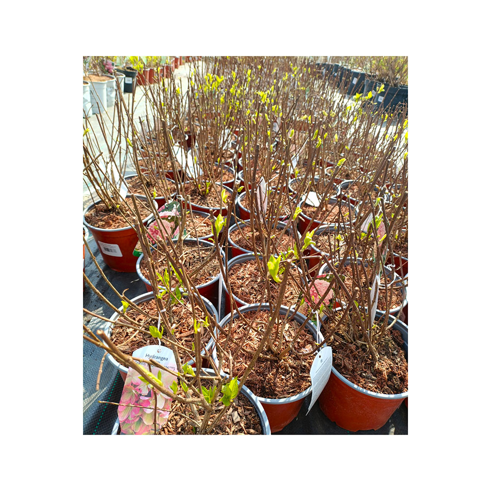 Гортензия метельчатая Граффити С3 1шт./Hydrangea paniculata GRAFFITI 