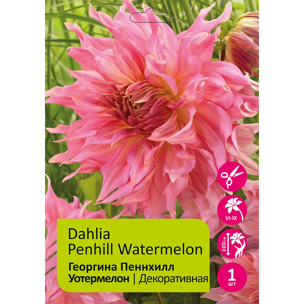 Георгина Пенхилл Уотермелон 1шт /Penhill Watermelon