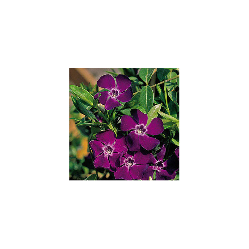 Барвинок малый Атропурпуреа Р9 1шт/Vinca minor Atropurpurea
