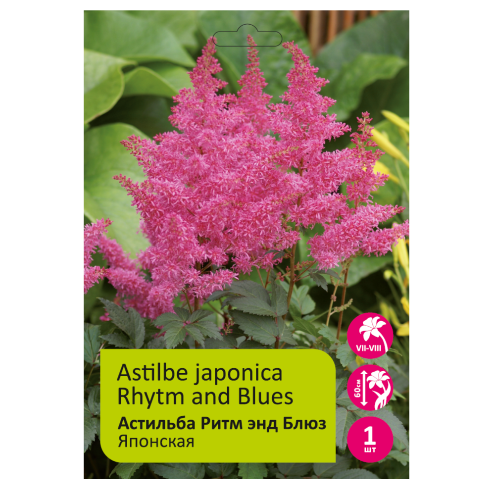 Астильба Ритм энд Блюз 1шт 2/3 японская /Astilbe Japonica Rhythm and Blues