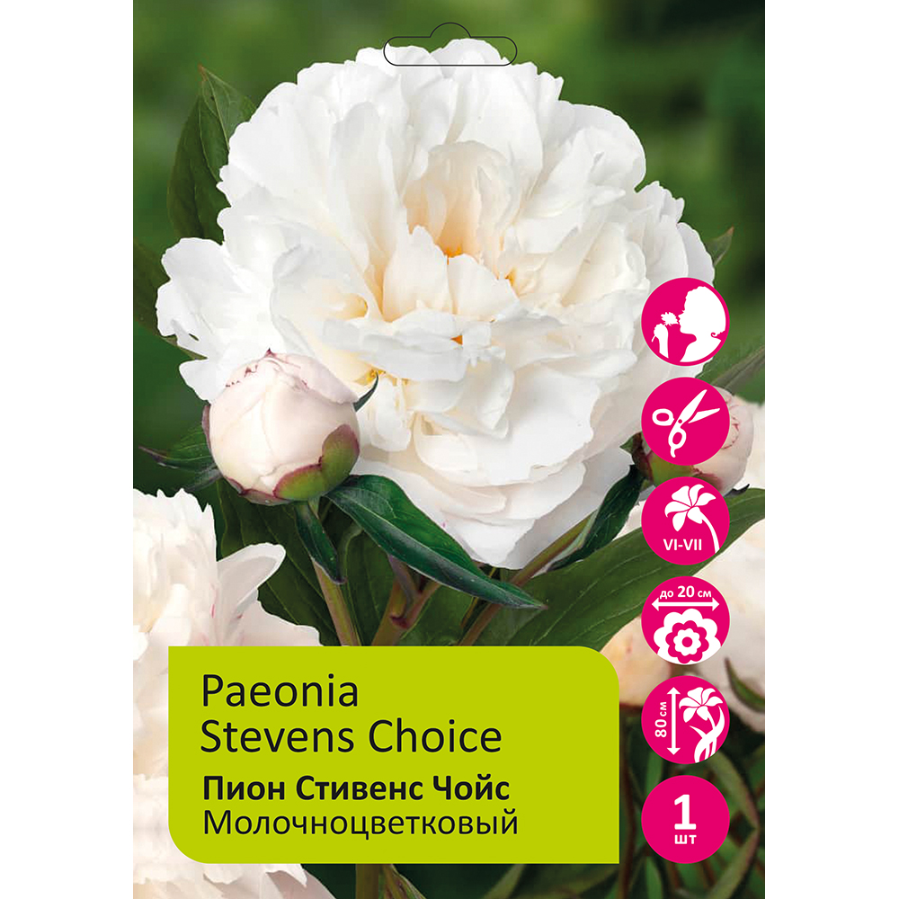 Пион молочноцветковый Стивенс Чойс 1шт 2/3 /Paeonia Stevens Choice