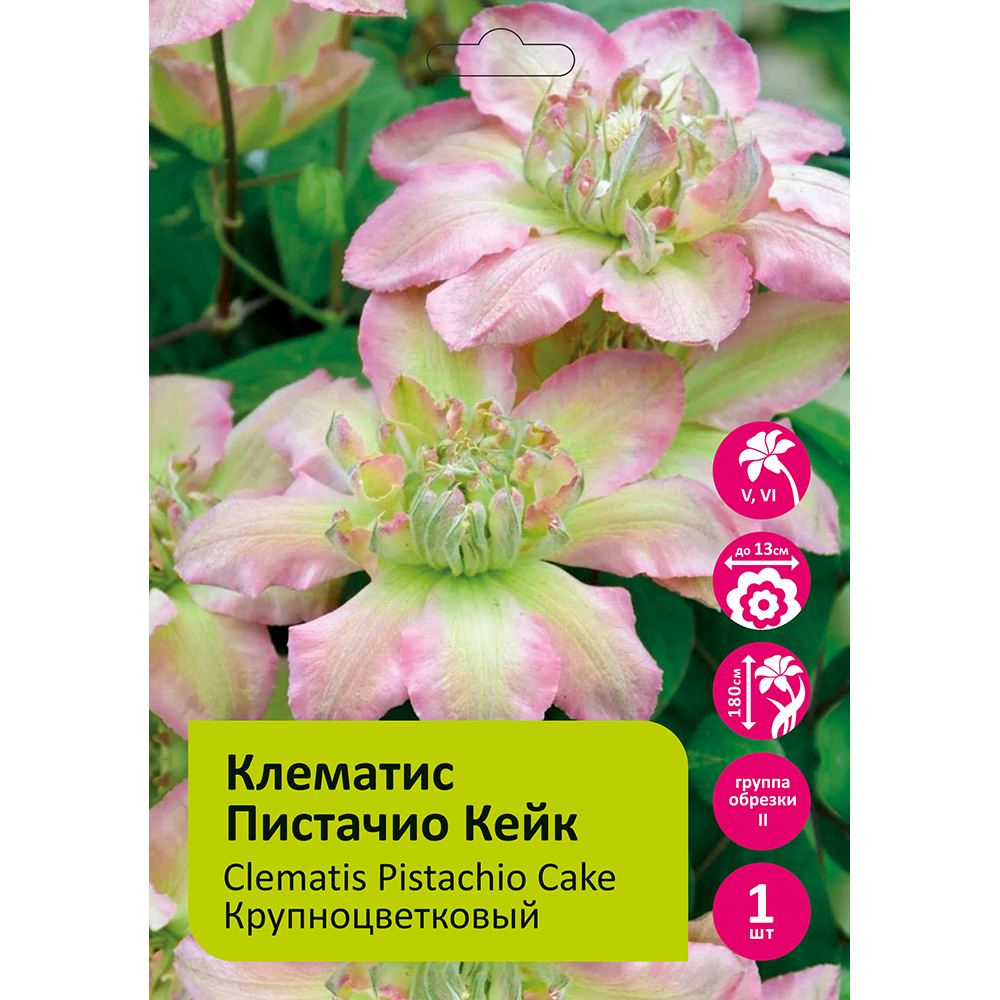 Клематис Пистачио Кейк 1шт. гр.обрезки 2 / Clematis Pistachio Cake