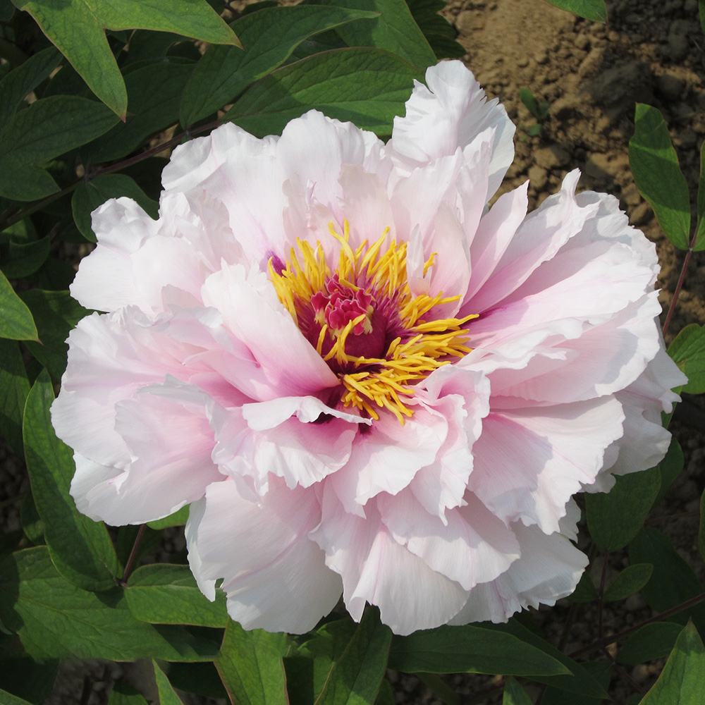 Пион древовидный Нефритовый персиковый цветок 1шт/Paeonia Yu mian tao hua(Jade Noodles Peach Blossoms)(Юй Мень Тао Хуа)