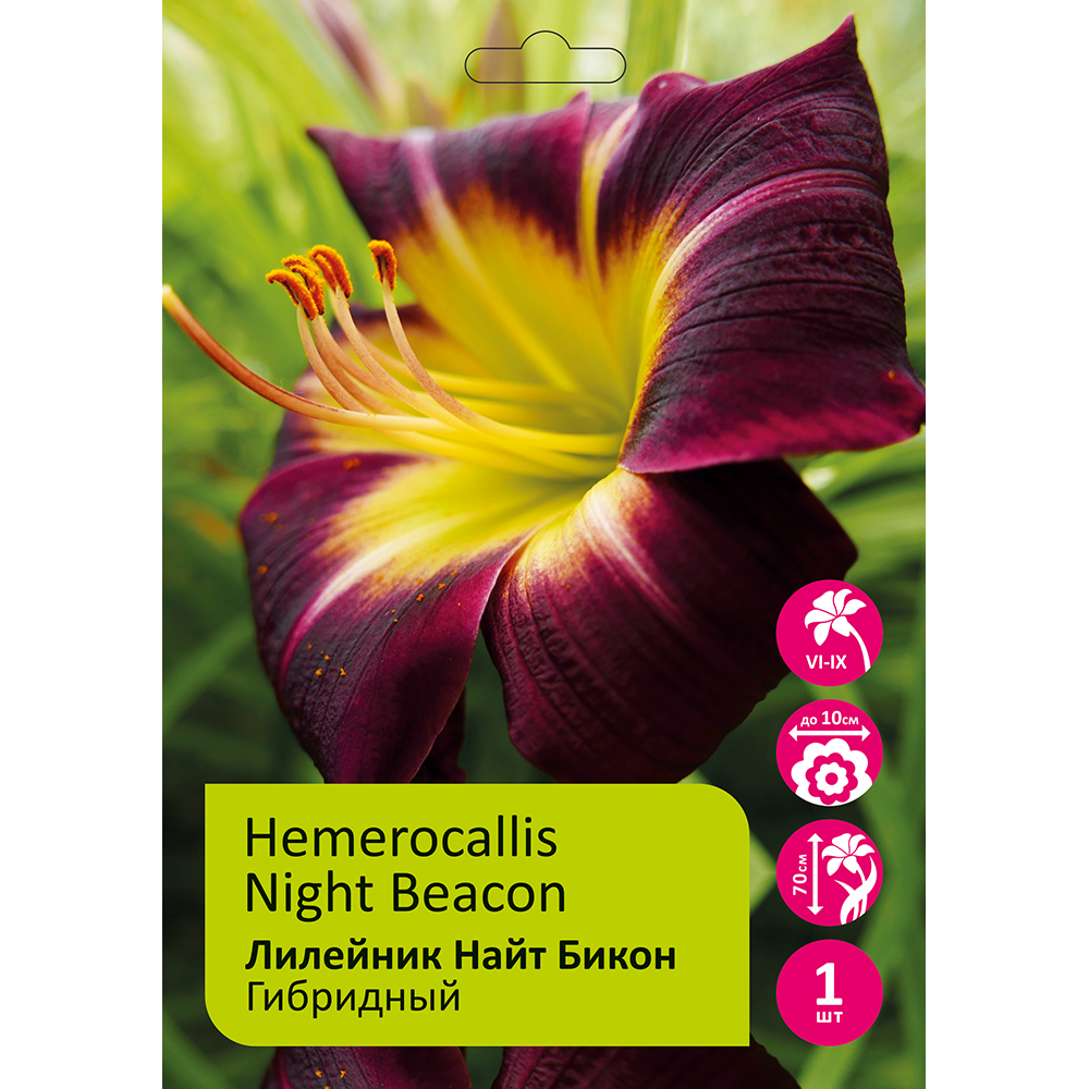 Лилейник Найт Бикон 1шт/Hemerocallis Night Beacon