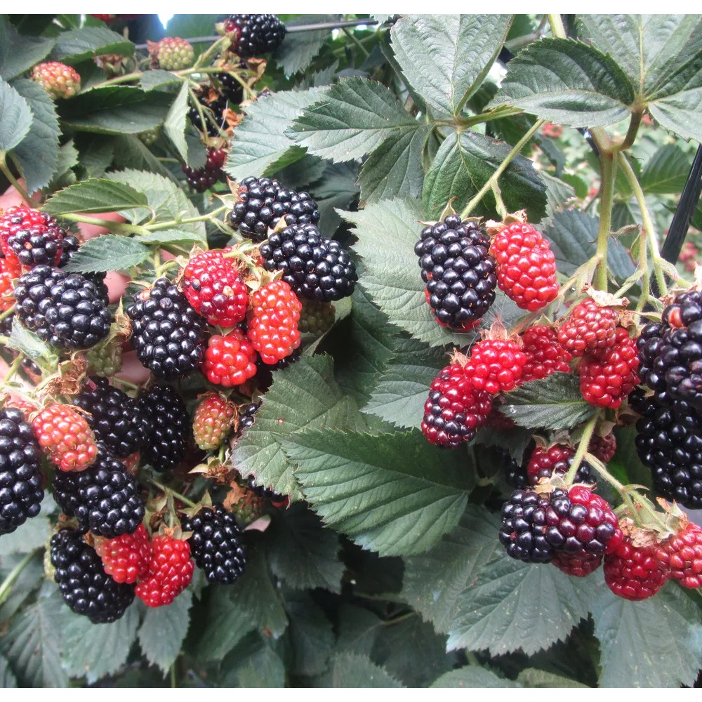 Ежевика Холлс Бьюти люкс 1шт