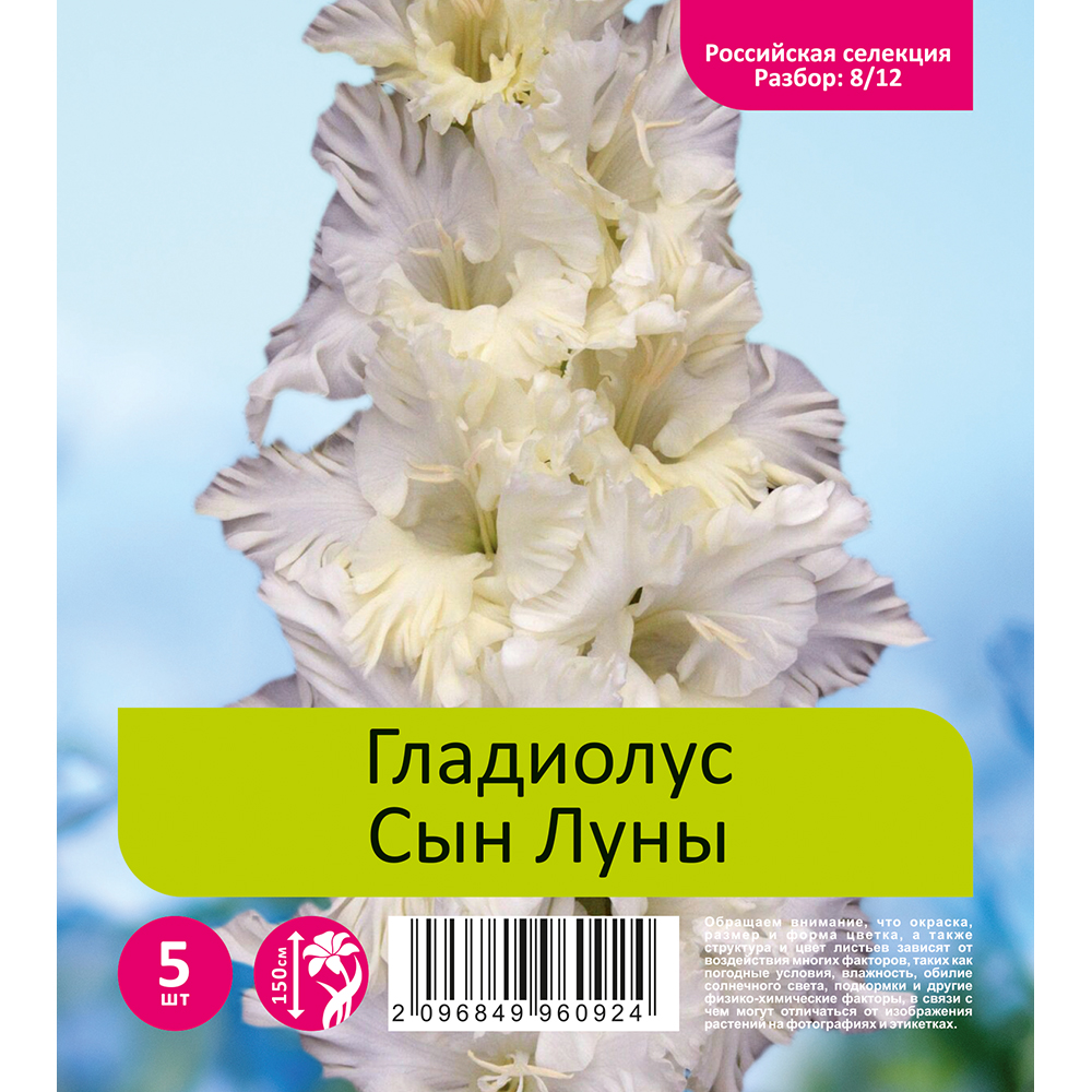 Гладиолус Сын Луны 5шт  (разбор 8/12)