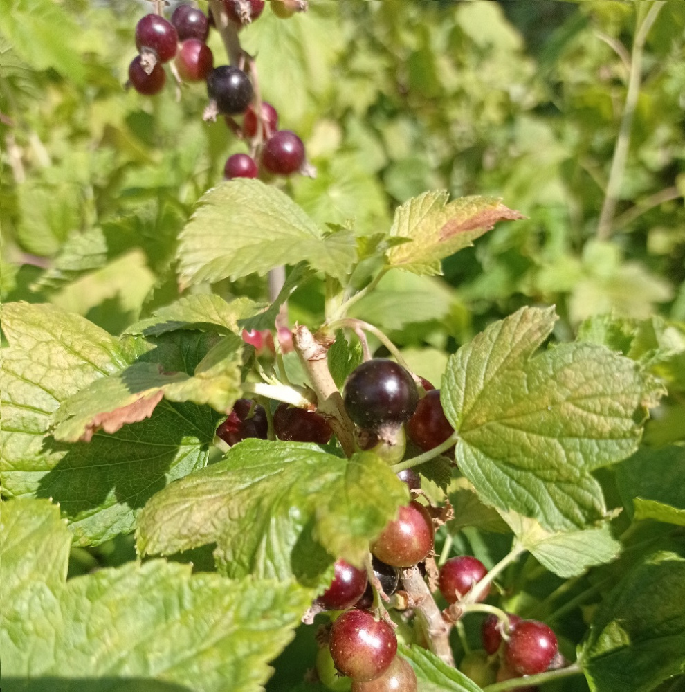 Смородина черная Челябинская С3 1шт