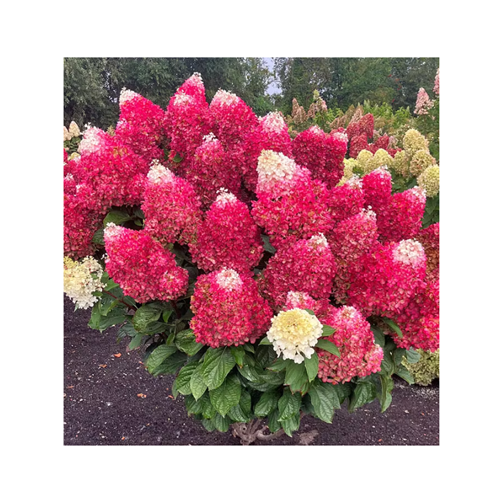 Гортензия метельчатая Диамант Руж С5 1шт/Hydrangea paniculata DIAMANT ROUGE