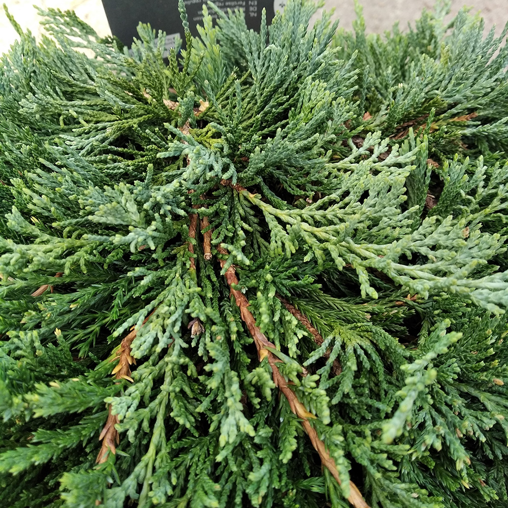 Можжевельник горизонтальный Вилтони С5 (высота 30-40см) 1шт/Juniperus horizontalis Wiltonii