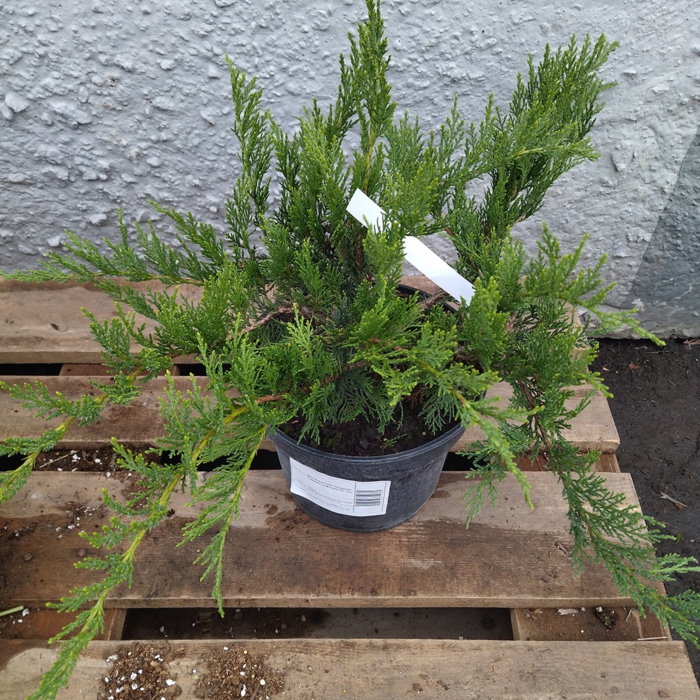 Можжевельник казацкий Тамарисцифолия С5 1шт/ Juniperus sabina Tamariscifolia