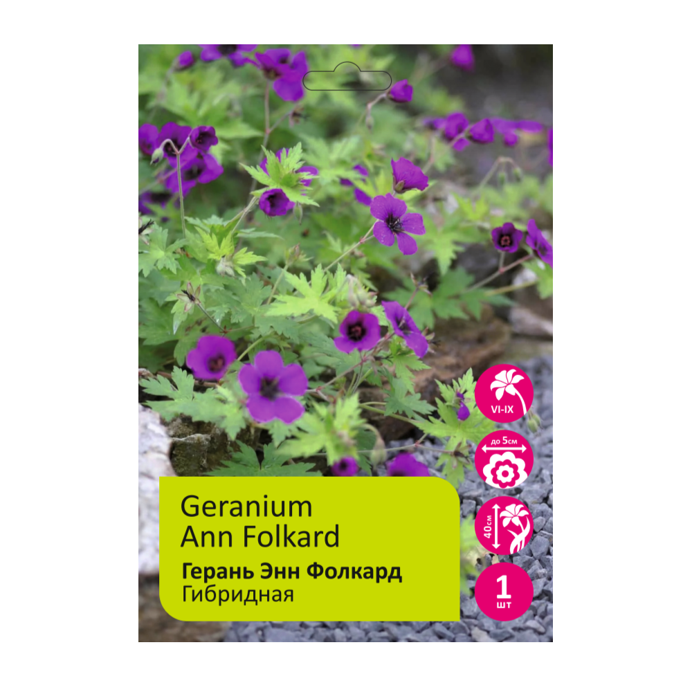 Герань Энн Фолкард 1шт/Geranium Ann Folkard