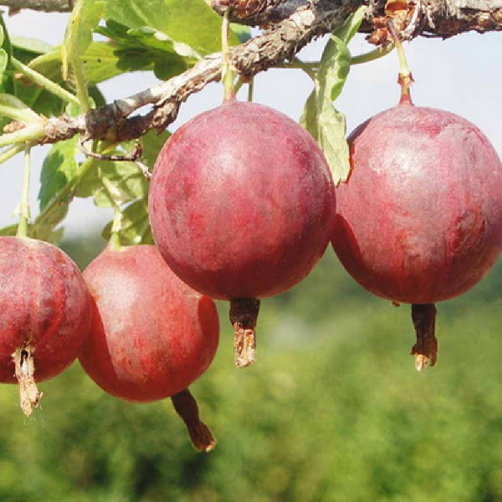 Крыжовник Колобок в горшке 2л 1шт 