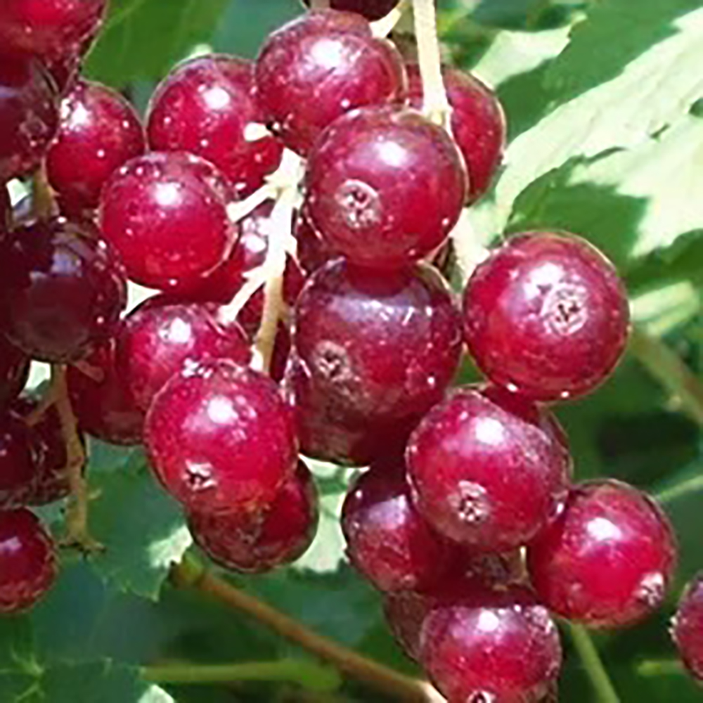 Смородина красная Голландская красная 1шт