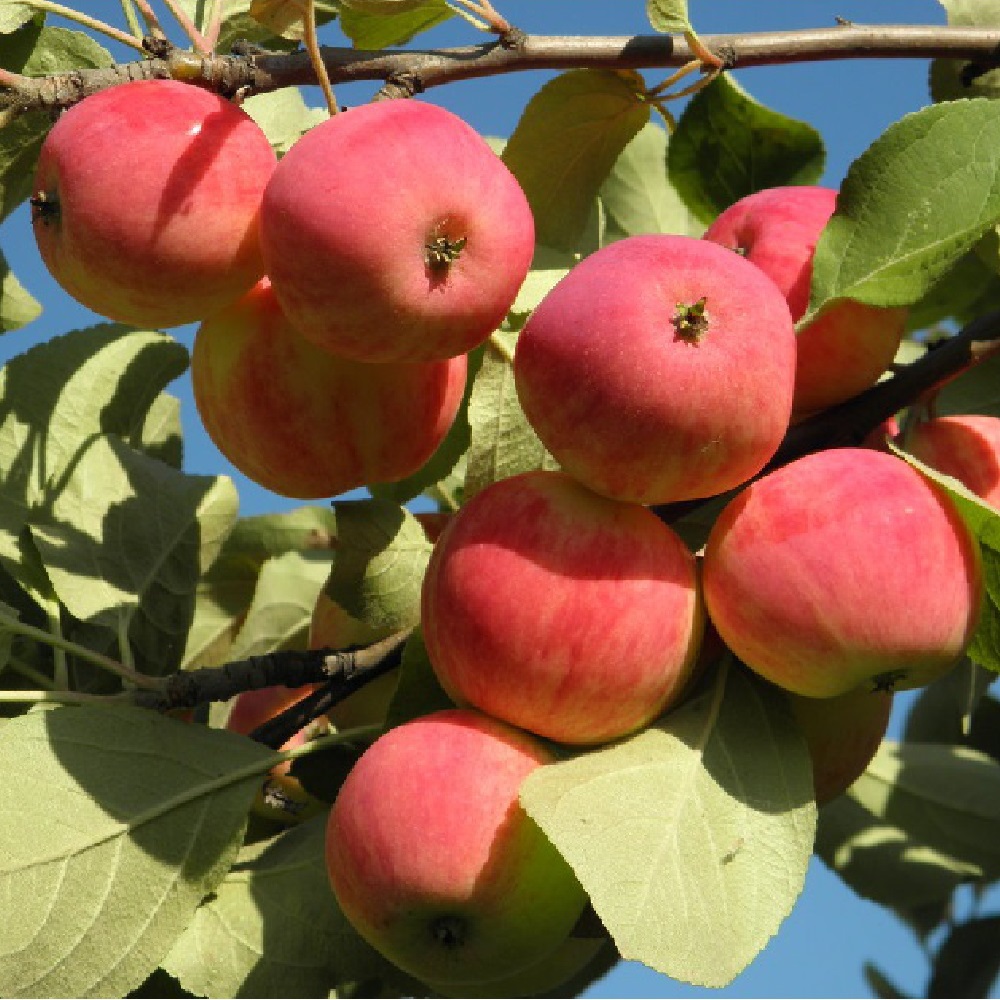 Яблоня Августа, подвой 54-118 С в горшке 5-7,5л, 1шт.