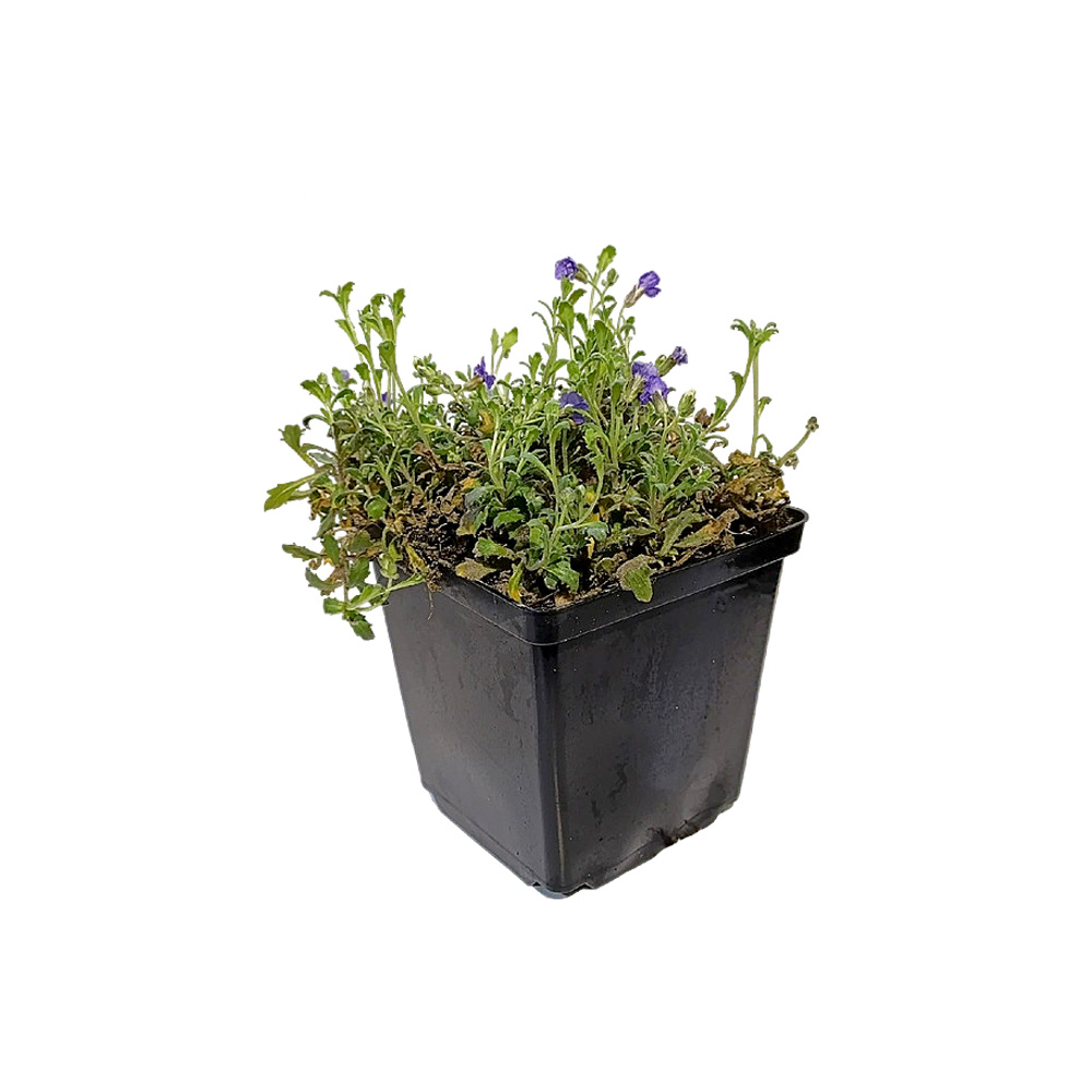 Обриета дельтовидная Каскад Пурпул Р13 1шт/Aubrieta deltoidea Cascade Purple
