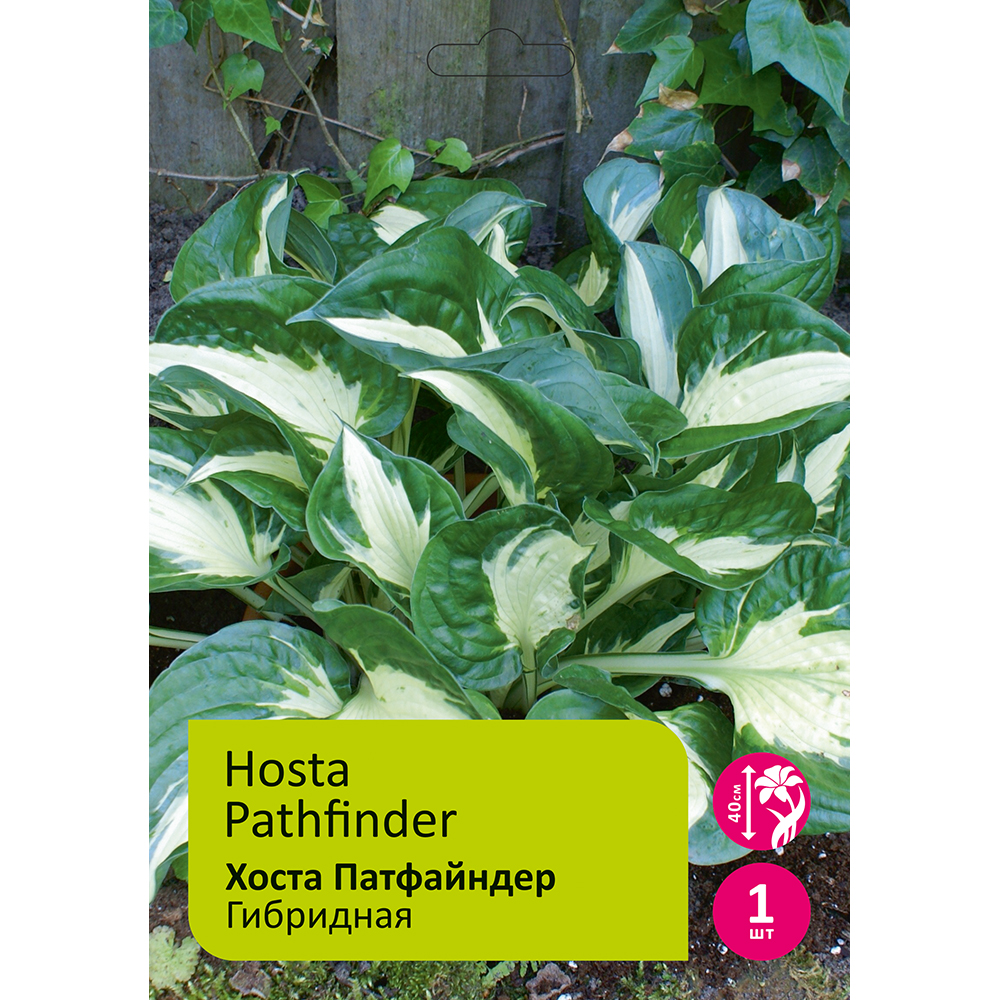 Хоста Патфайндер 1шт I /Hosta Pathfinder