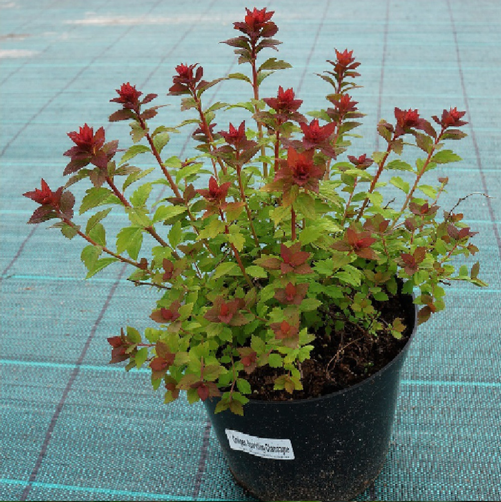 Спирея японская Спарклинг Шампэйн, в горшке 2-3л 1шт