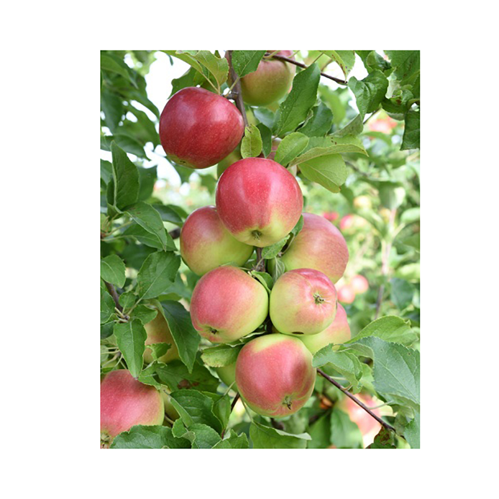 Яблоня Лигол 2-х лет (подвой клоновый, 54-118, полукарликовый, в сетке) 1шт