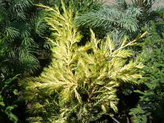 Можжевельник средний Голден Сосер С5 1шт/Juniperus media Golden Saucer