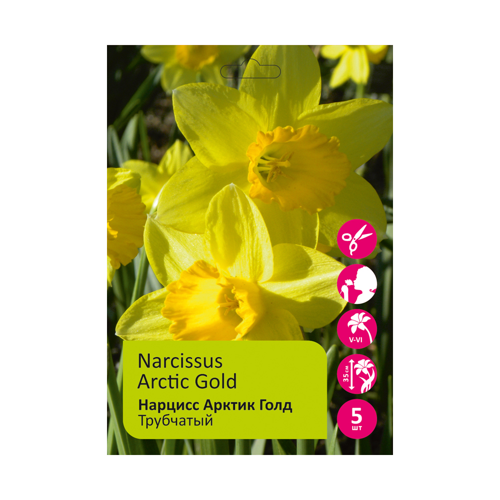 Нарциссы Арктик Голд 5шт трубчатые 14/16/ Narcissus Arctic Gold /1
