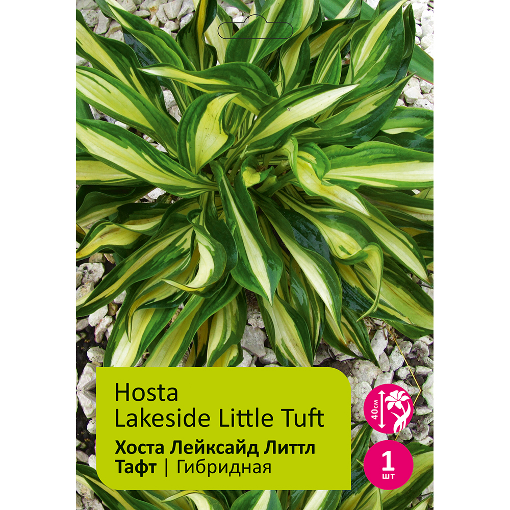 Хоста Лейксайд  Литтл Тафт 1шт/Hosta Lakeside Little Tuft