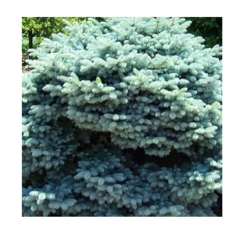Ель колючая Монтгомери С3 (20-30) 1шт/Picea pungens Montgomery