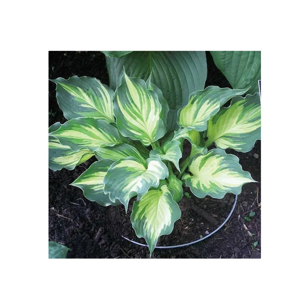 Хоста Лейксайд Пейсли Принт 1шт/Hosta Lakeside Pasley Print