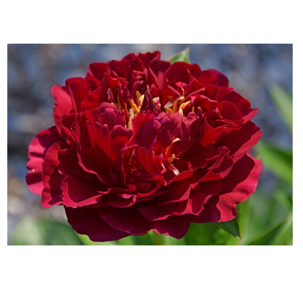 Пион молочноцветковый Олд Фейтфул 1шт 2/3 /Old Faithful (Lao zong cheng/Лао Цзун Чэн)