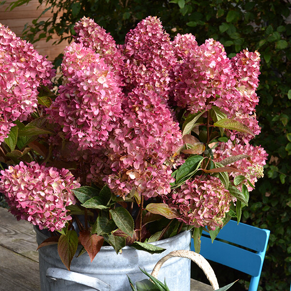 Гортензия метельчатая Ред Лайт 1шт