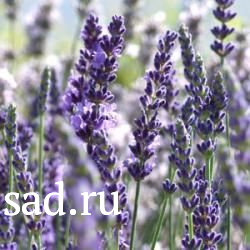 Вероника длиннолистная Фест Матч Р13 1шт/Veronica longifolia First Match