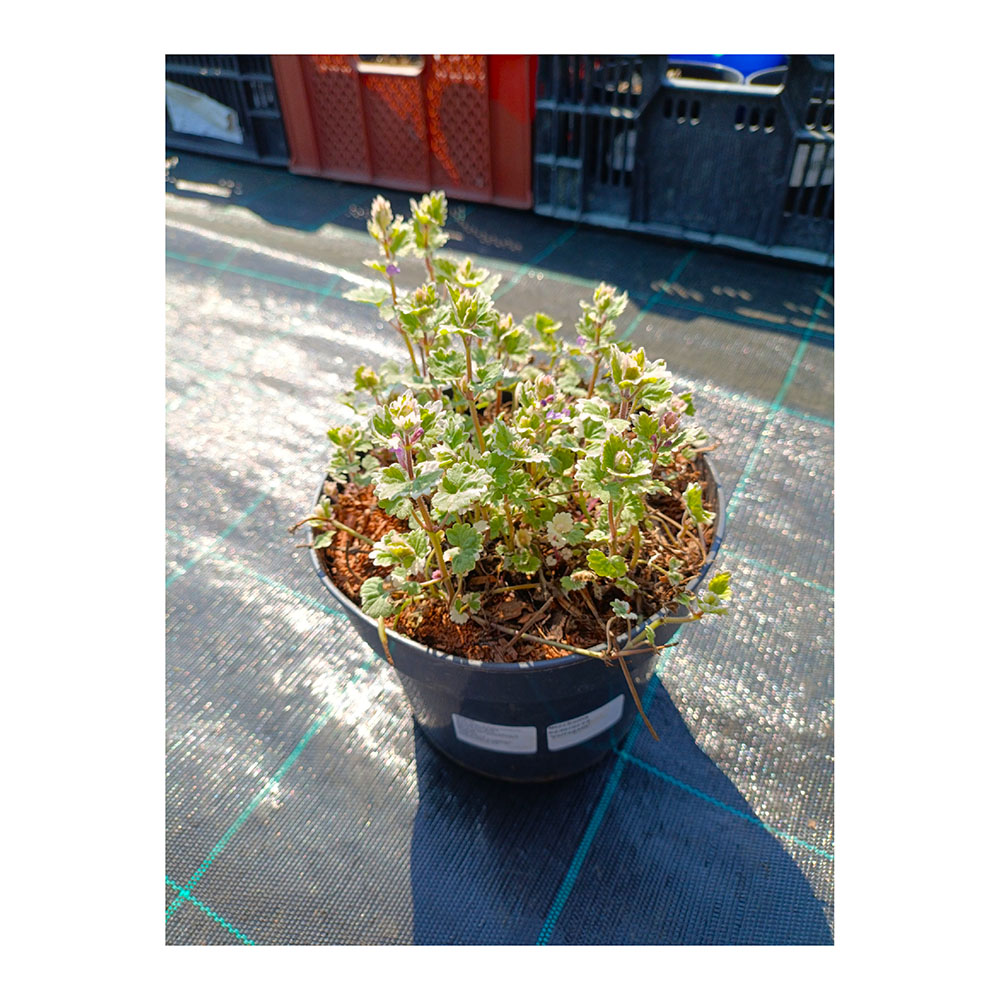 Глехома(Будра) плющевидная Вариегатная С2 1шт/Glechoma hederacea Variegata