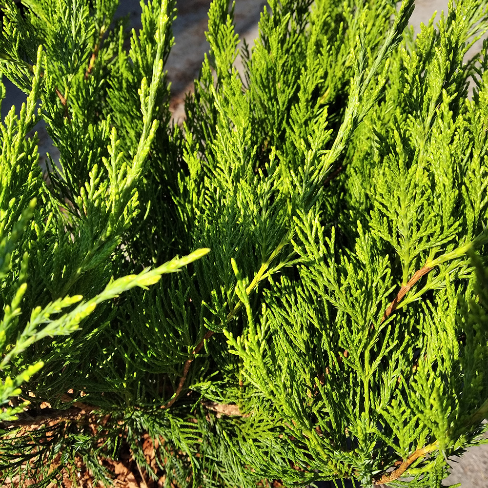 Можжевельник Пфитцера Минт Джулеп С7,5 (высота 30-40см) 1шт/Juniperus pfitzeriana Mint Julep