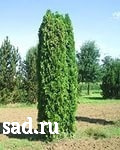 Туя западная Колумна С5 1шт/Thuja occidentalis Columna