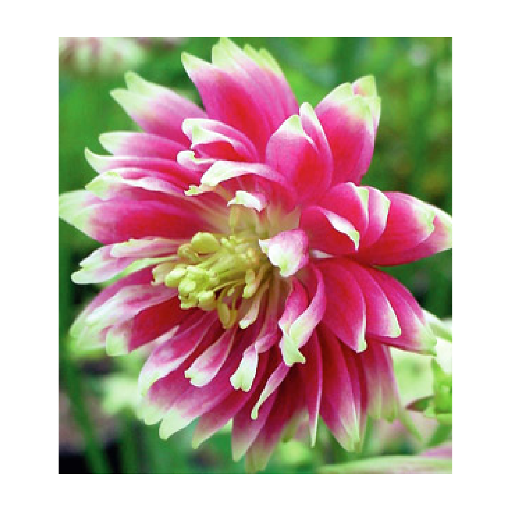 Аквилегия Нора Барлоу 2шт/Aquilegia Nora Barlow