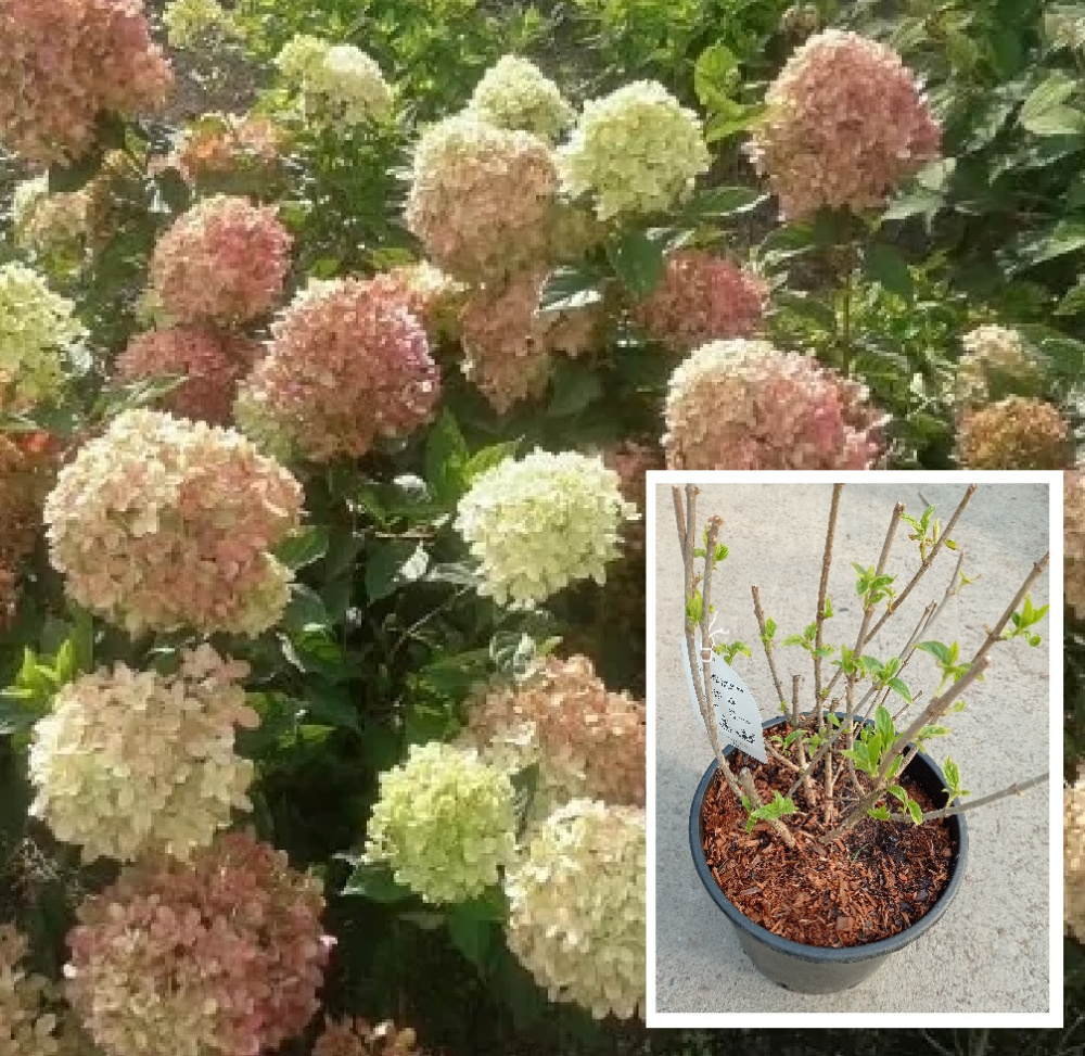 Гортензия метельчатая Литтл Лайм С9.5 1шт/Hydrangea paniculata LITTLE LIME