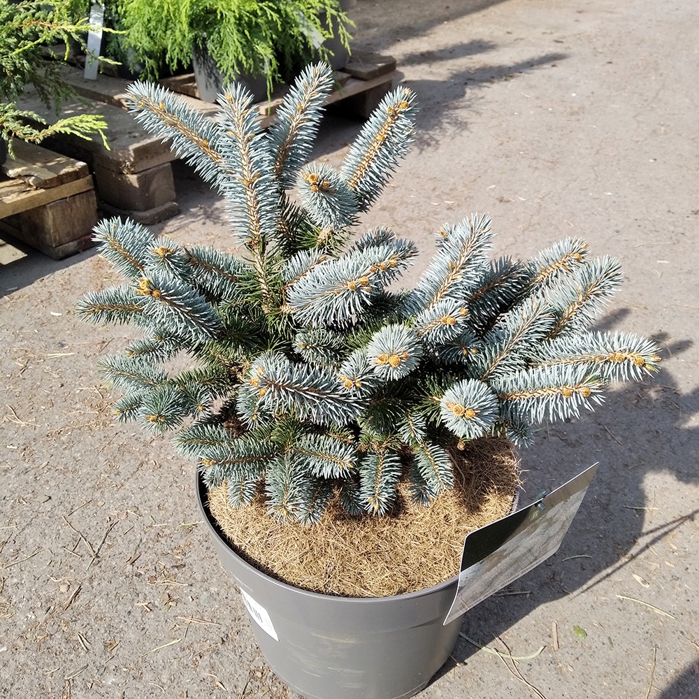 Ель колючая Глаука Глобоса  в горшке 7,5л (высота растения 30-40см) 1шт / Picea pungens Gauca Globosa 