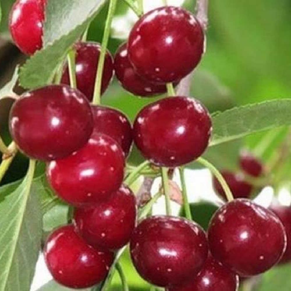 Вишня Галимовка в контейнере  2-2,7л (высота саженца 30-50см)