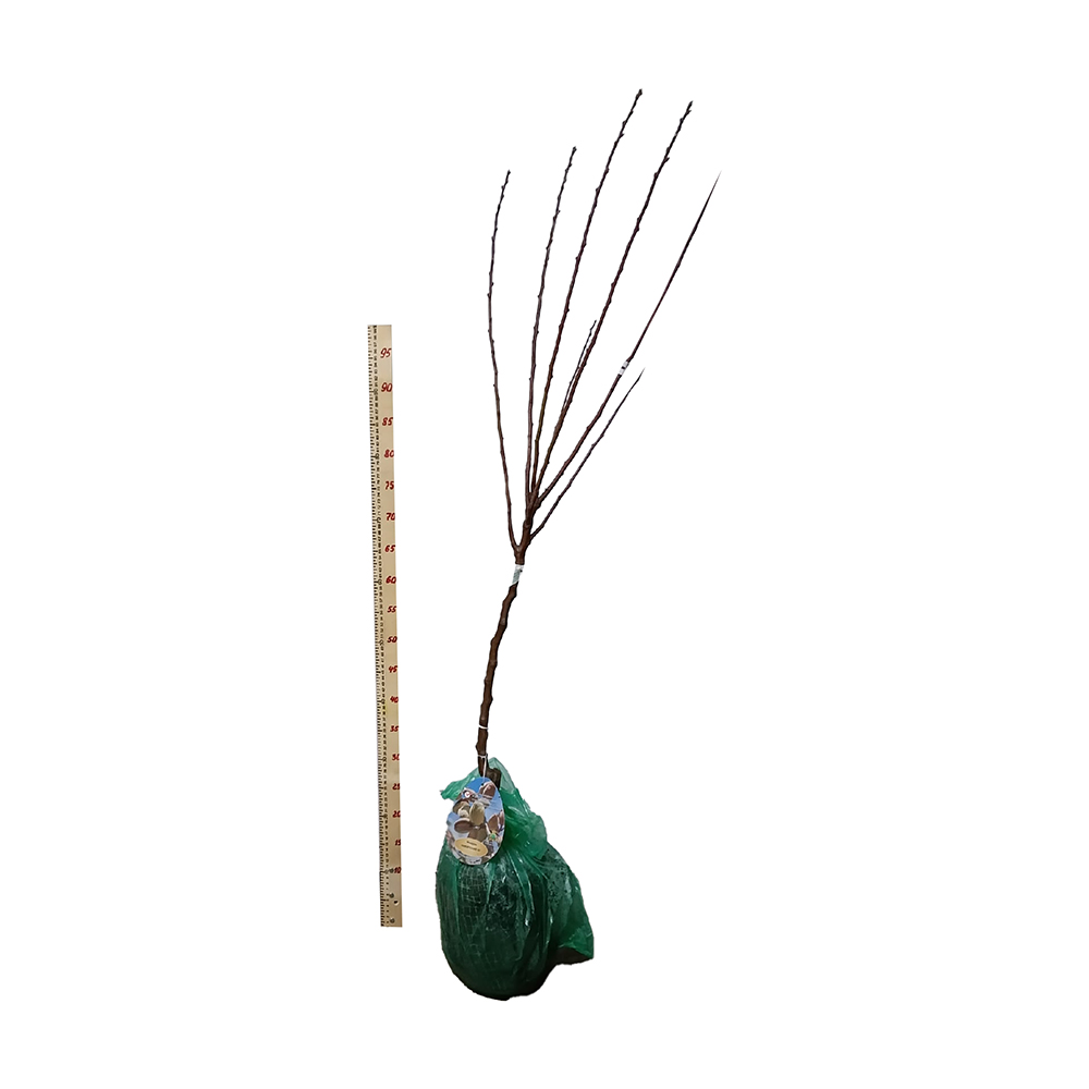 Миндаль Никитский 62 (подвой алыча, в сетке) 1шт