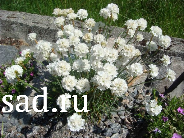 Армерия приморская Альба Р9 1шт/Armeria martima Alba