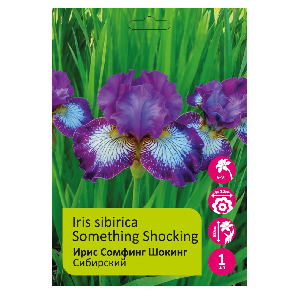 Ирис Сомфинг Шокинг 1шт сибирский /Iris sibirica Something Shocking