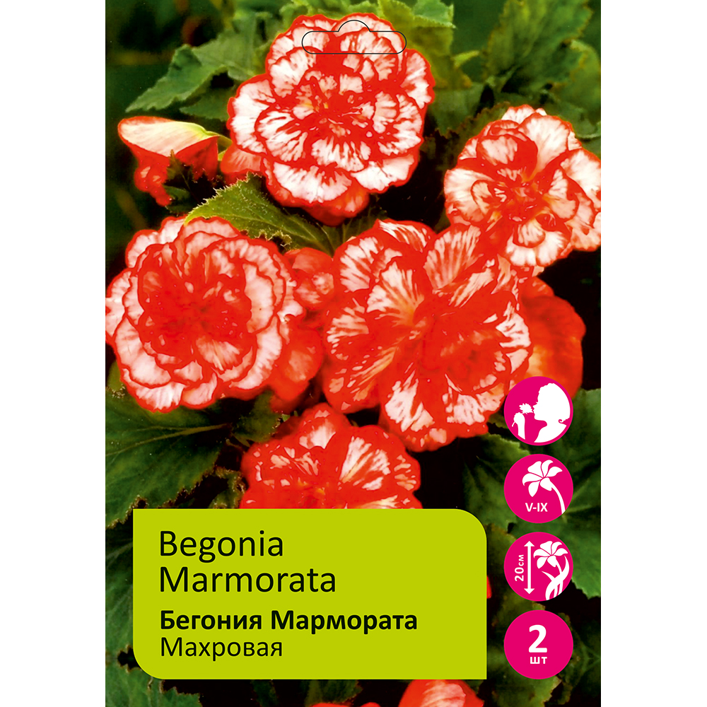 Бегония Мармората 3/4  2шт /Begonia Marmorata