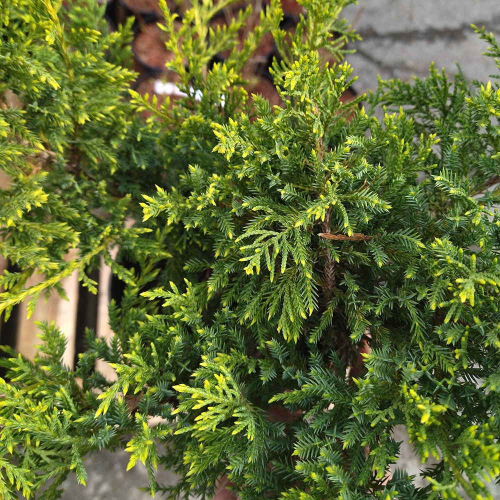 Можжевельник средний Голдкиссен С2-3 1шт/Juniperus media Goldkissen