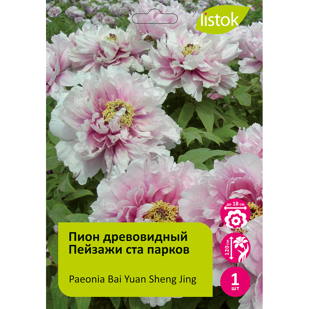 Пион древовидный Пейзажи ста парков 1шт/Paeonia Bai Yuan Sheng Jing Баи Юань Шэн Цзин)