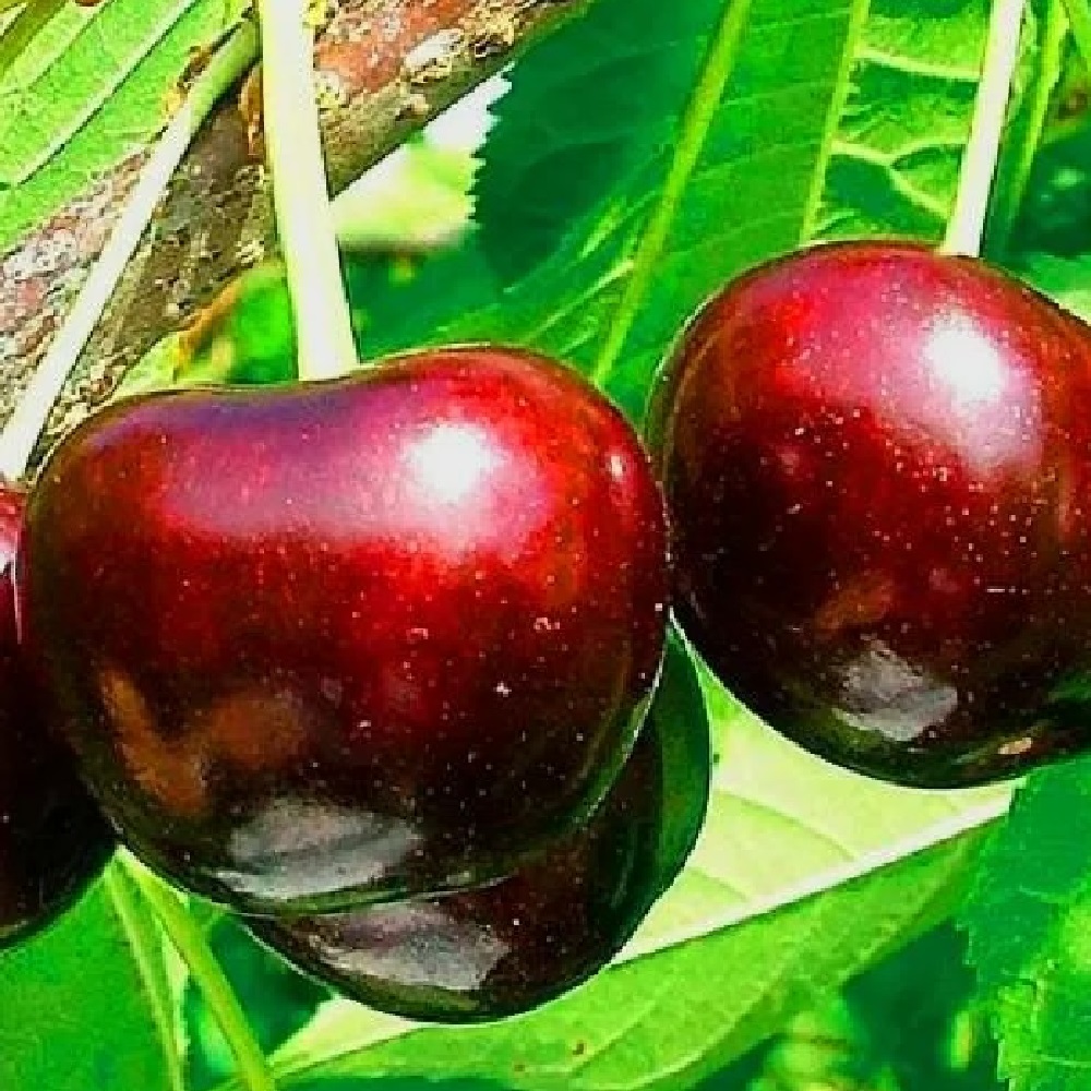 Черешня Крупноплодная в горшке 2л/ 1шт 